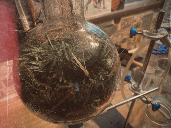 Ladalove Apothecary - Wildwoods Grounding Ritual Mist